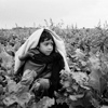 TheHarvest.jpg